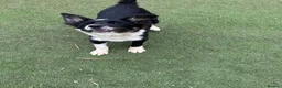 Mixed Breed dogs for adoption: Corbett in Ormskirk - Advert 5