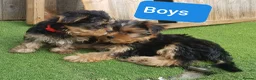 Yorkshire Terrier dogs for sale: Yorkshire terrier puppies 1  boy 12 weeks old  - Advert 11