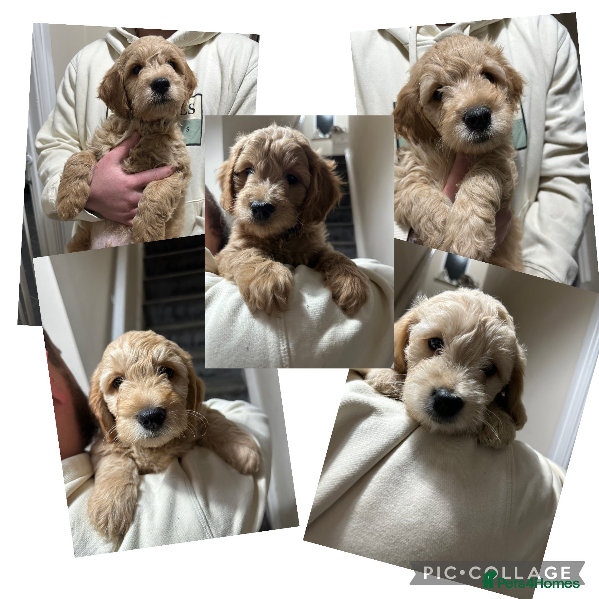 Goldendoodle dogs F1 Mini goldendoodles *ready to go* - Advert 1