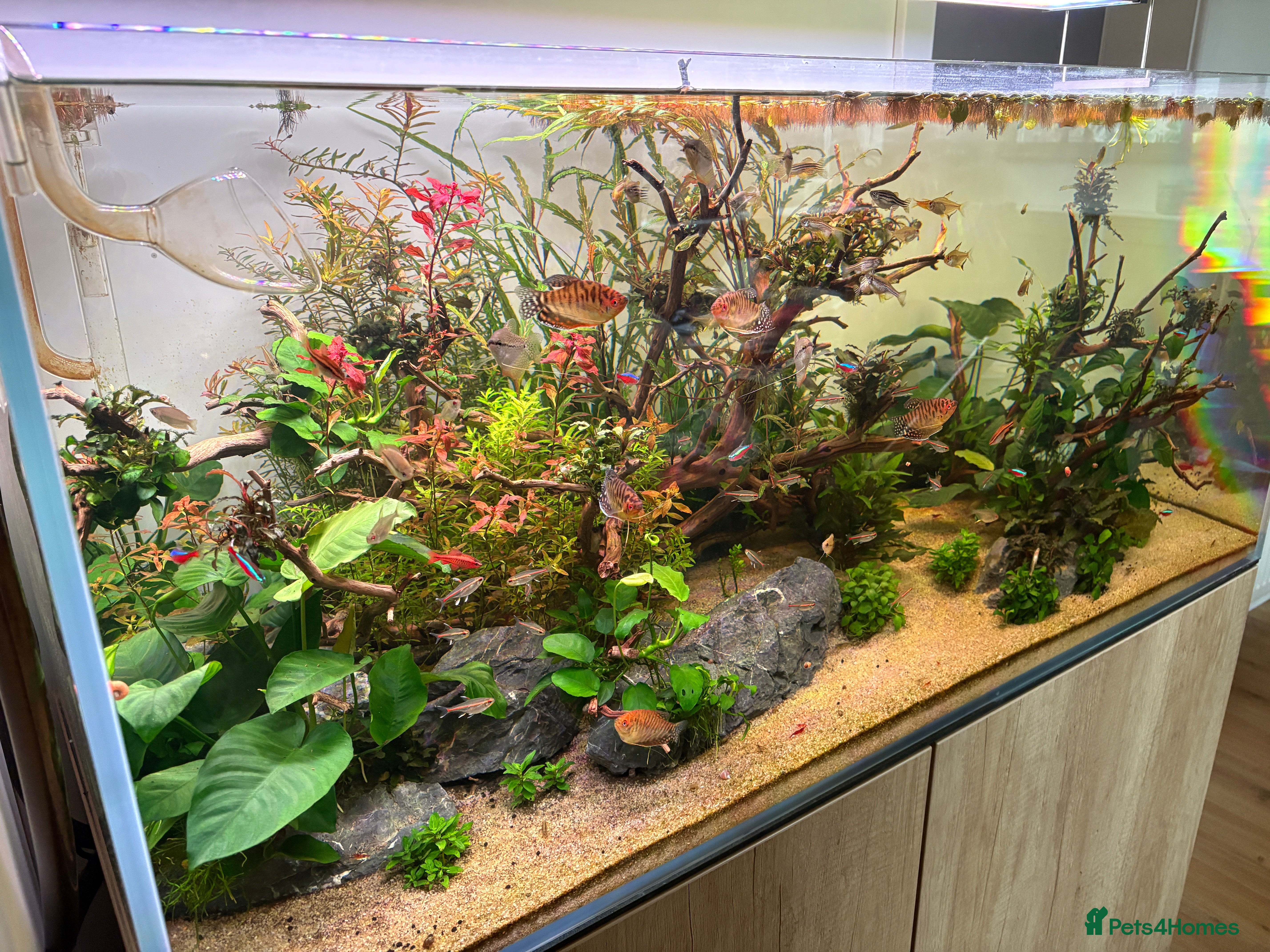 Gouramis fish Mixed Tropical Fish - Various - Advert 2