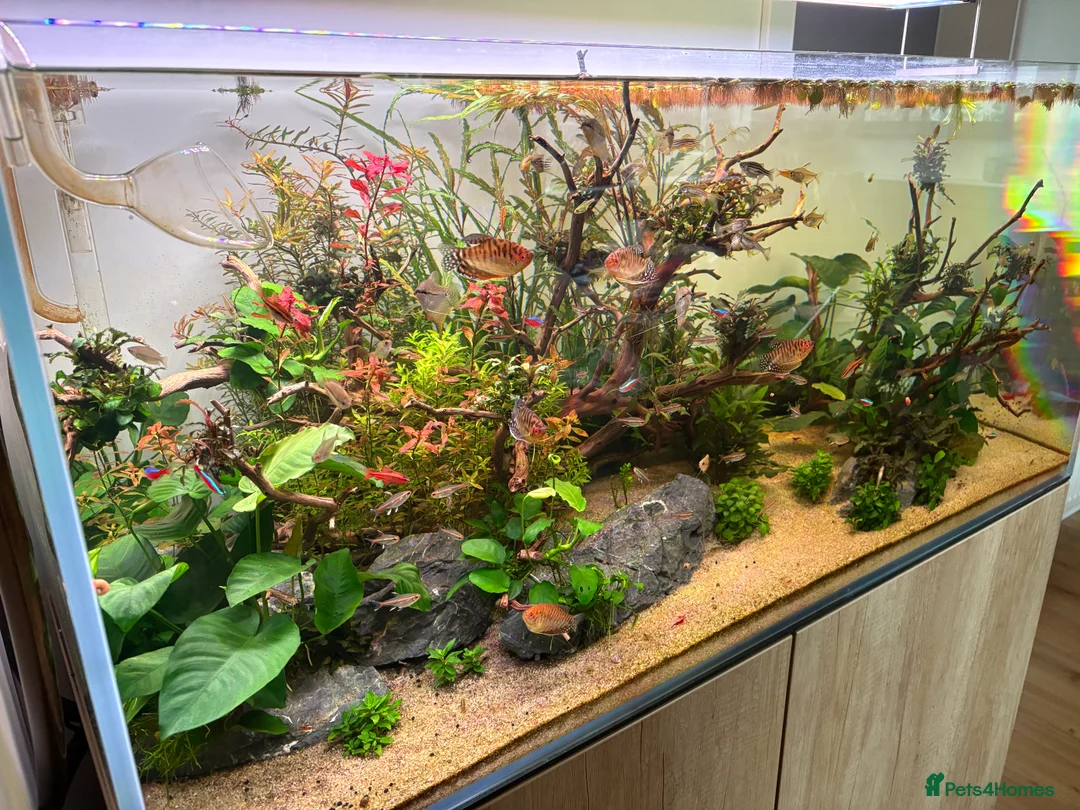 Gouramis fish for sale: Mixed Tropical Fish - Various - Advert 1