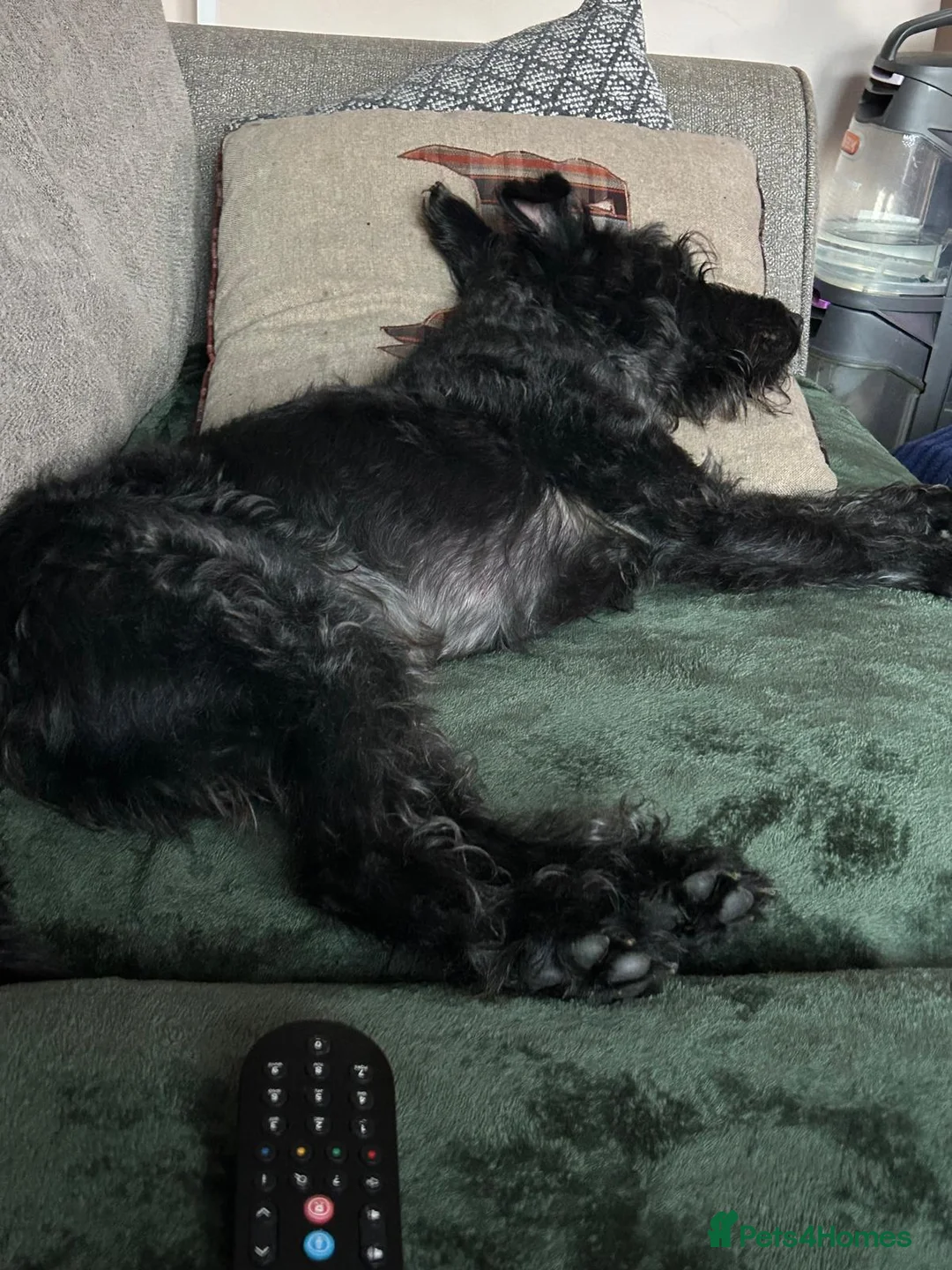 Mixed Breed dogs for adoption: LOVELY ALFIE SEEKS THE QUIET LIFE - Advert 2