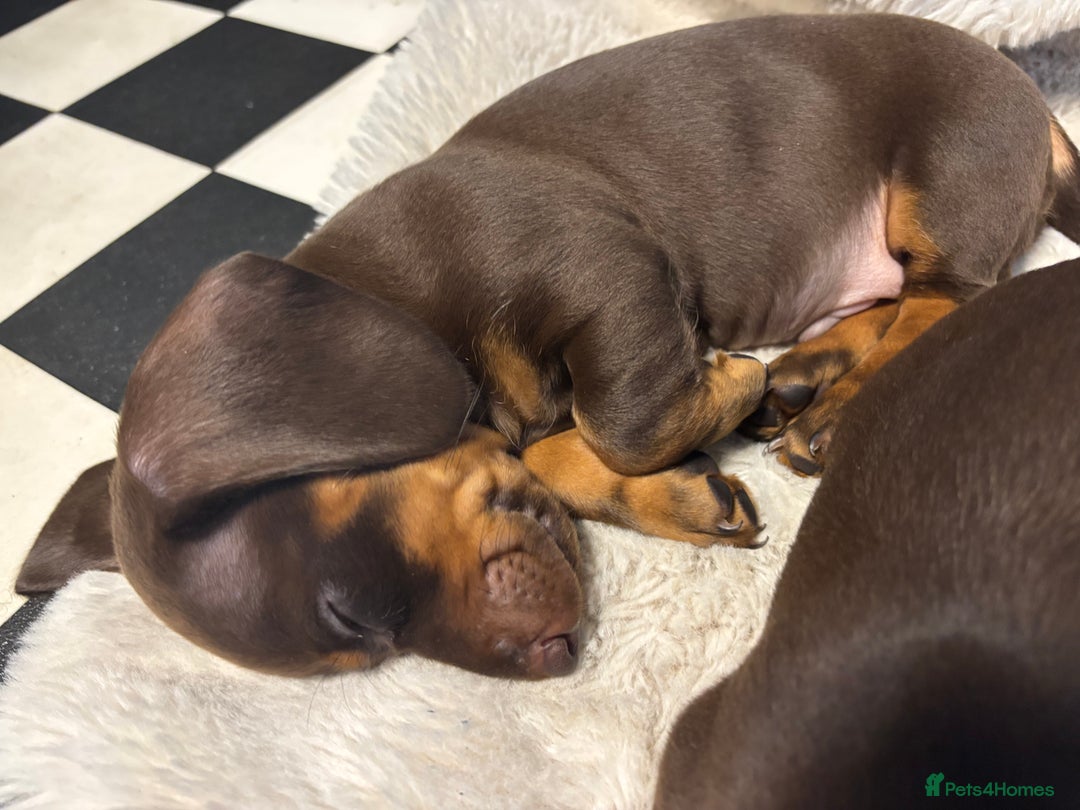 Miniature Dachshund dogs for sale: Mini chocolate Dachshunds in Luton - Image 14