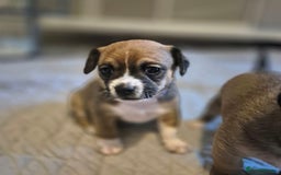 Mixed Breed dogs for sale: Jack chi puppies - Image 1