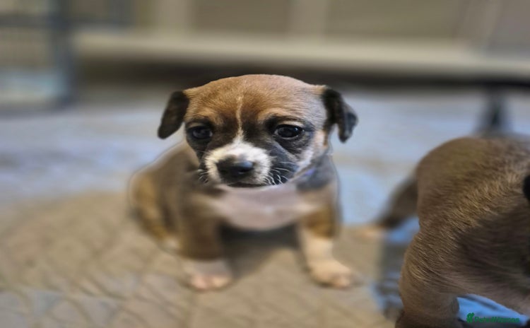 Mixed Breed dogs - Advert 4