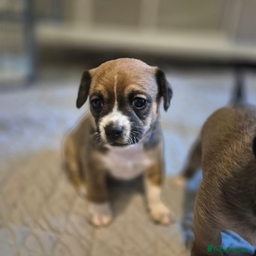 Mixed Breed dogs for sale: Jack chi puppies - Image 1