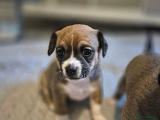 Mixed Breed dogs - Advert 5