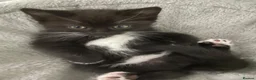 Mixed Breed cats for sale: Male and female kitten - Advert 3