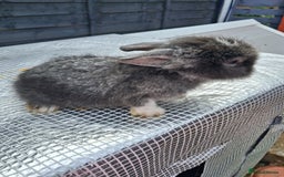 Lionhead rabbits for sale: lionhead bunnies  - Image 10