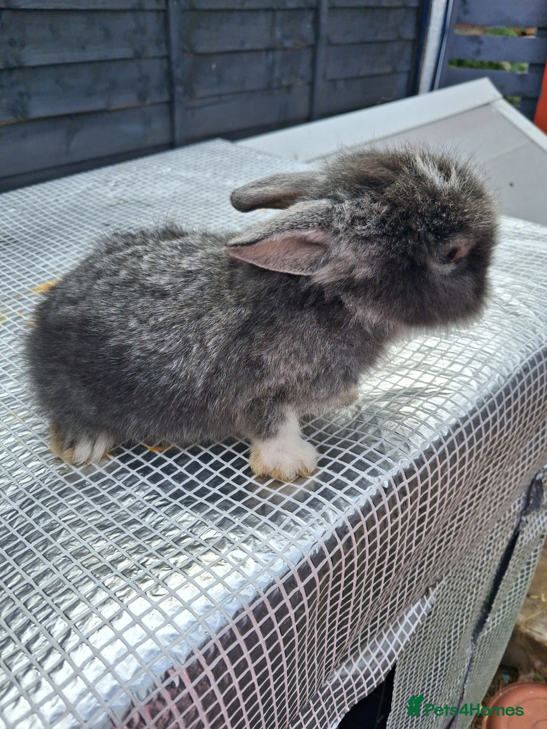 Lionhead rabbits for sale: lionhead bunnies  - Image 10