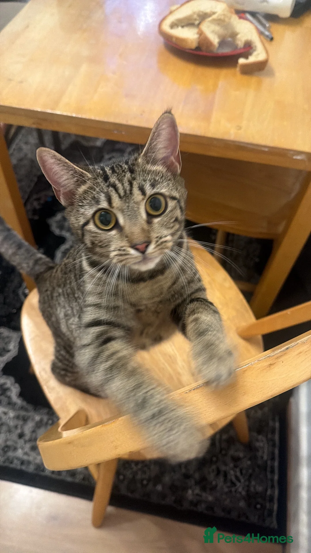 Mixed Breed cats for sale: Sofia - Advert 1