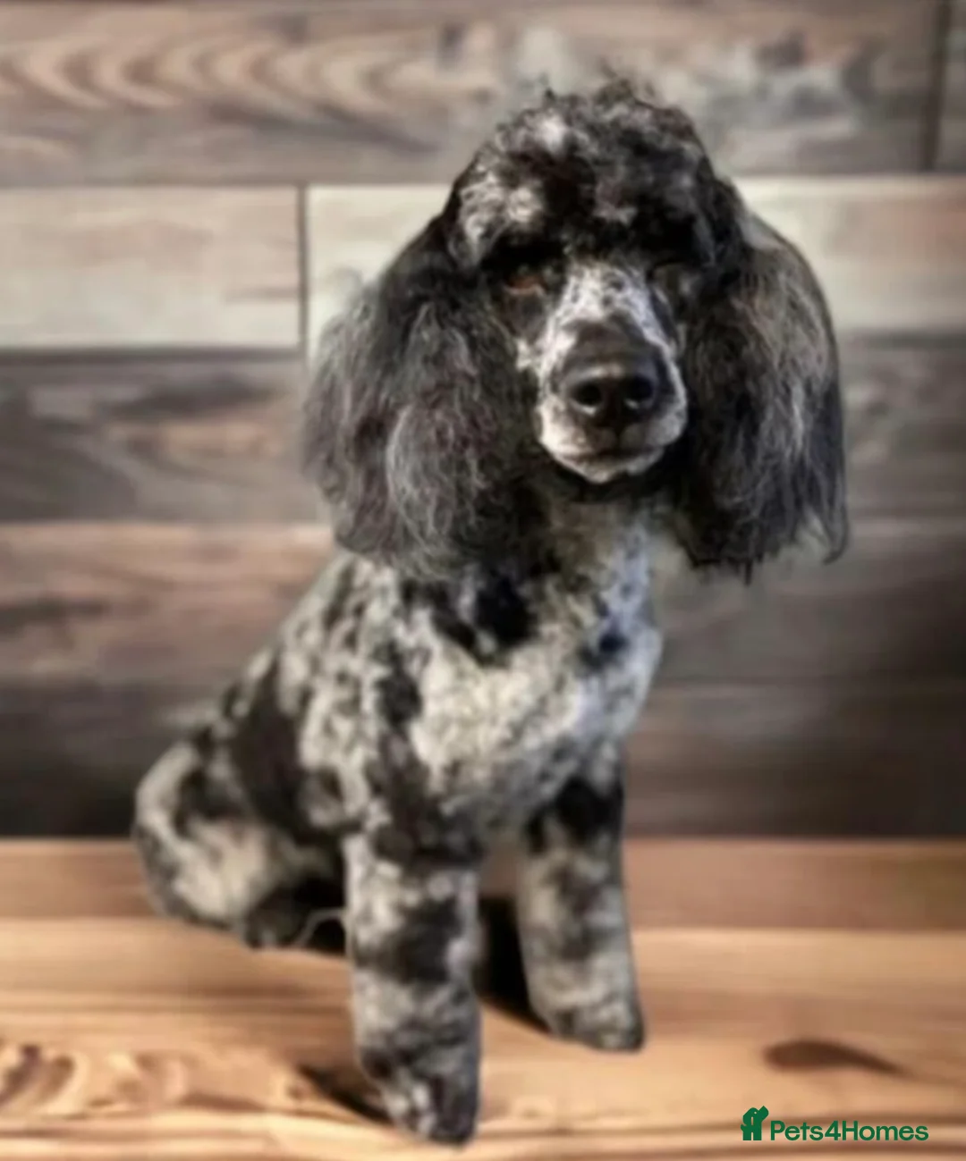 Cockapoo dogs for sale: MERL & CHOCOLATE F1COCKERPOOS HEALTH TESTED PARENT - Advert 23