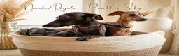 Italian Greyhound dogs for sale: Beautiful Italian Greyhound Puppies – 2 Girls, Boy - Advert 1