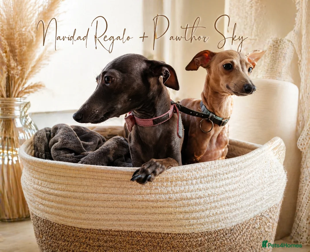 Italian Greyhound dogs for sale: Beautiful Italian Greyhound Puppies – 2 Girls, Boy - Advert 1