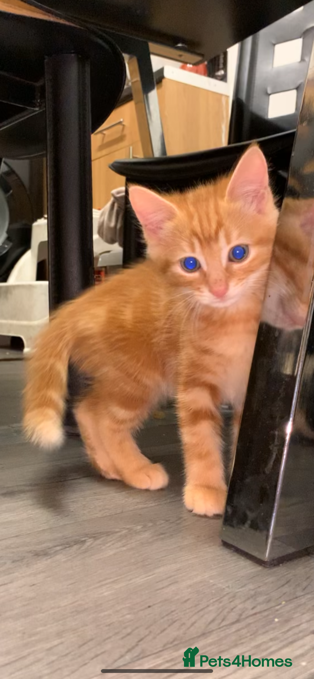 Bengal cats for sale: 2 x Beautiful Ginger - bengal mix - Advert 4