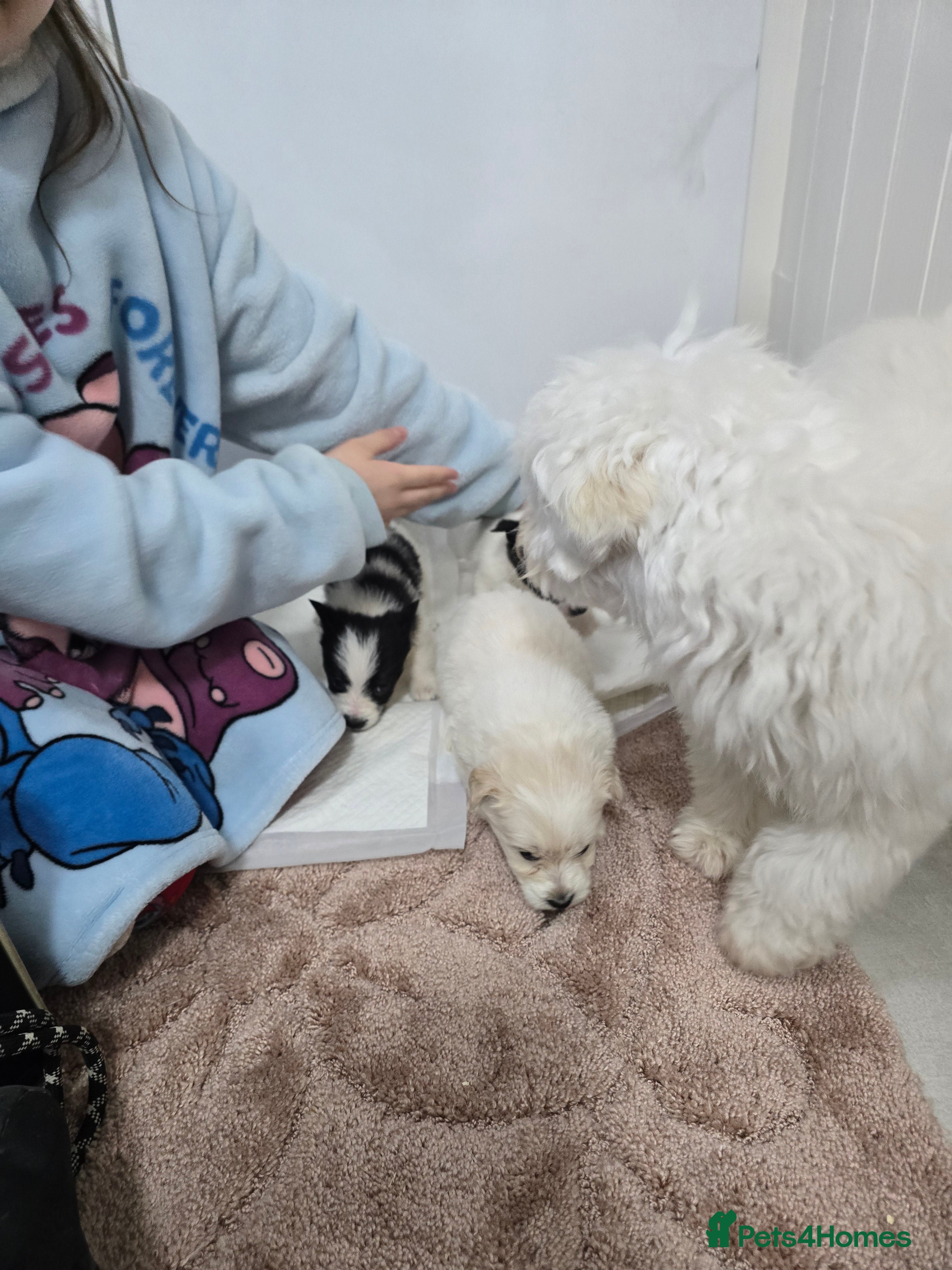 Mixed Breed dogs Malchi puppies for sale  - Advert 3