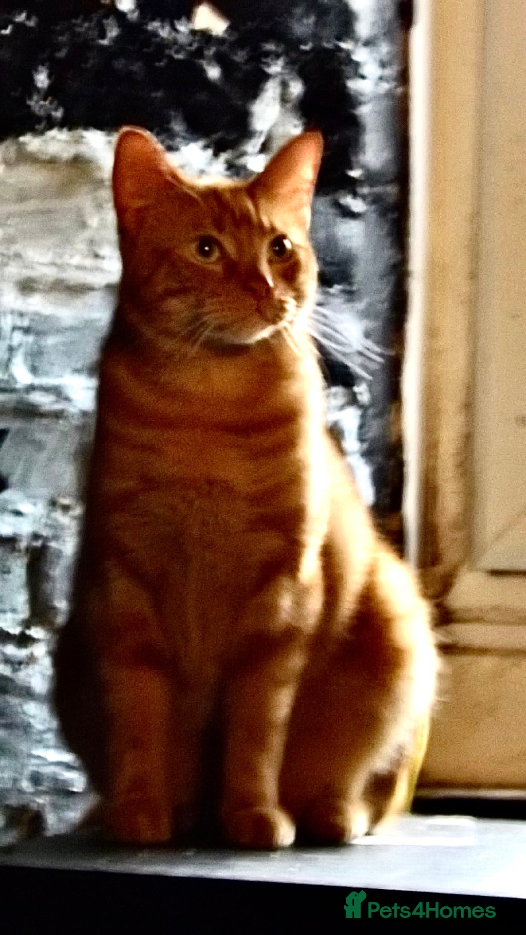 Mixed Breed cats Two male cats for rehoming - Advert 2