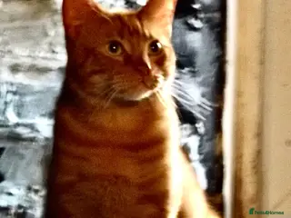 Mixed Breed cats Two male cats for rehoming - Advert 10