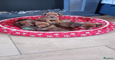 Miniature Dachshund dogs - Advert 4