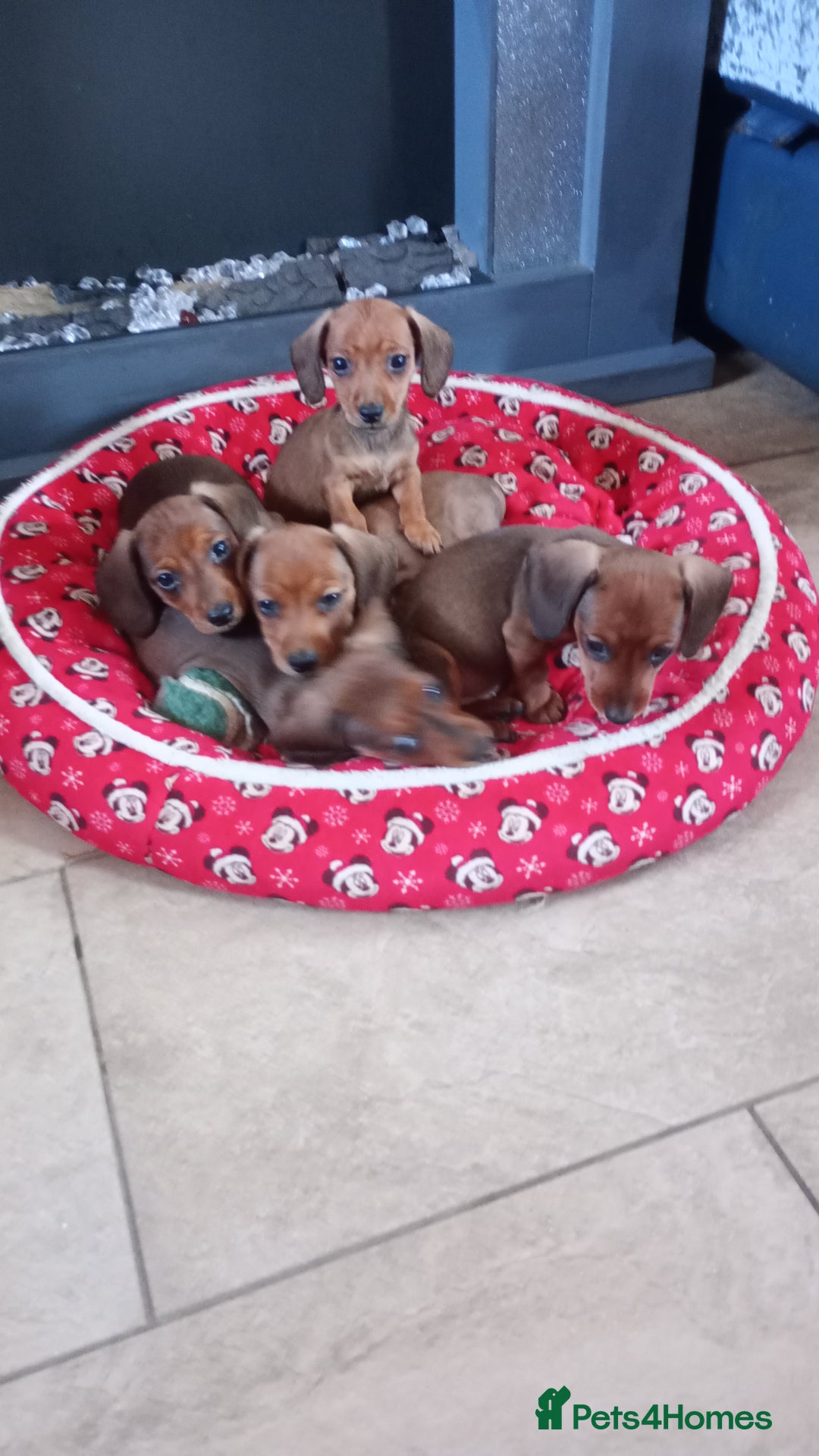 Miniature Dachshund dogs for sale: READY NOW 1 FEMALE MINIATURE dachshund  - Image 7