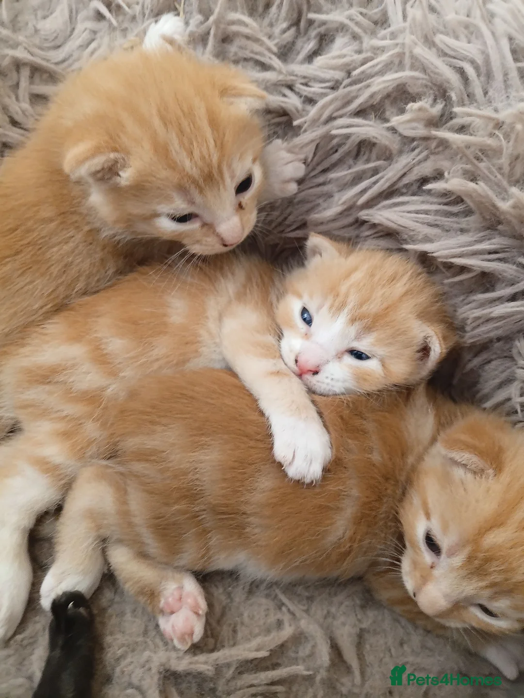 Mixed Breed cats for sale: Beautiful kittens  - Advert 2