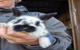 Mini Lop rabbits for sale: Gorgeous Mini Lop X Rex Kits  - Advert 9