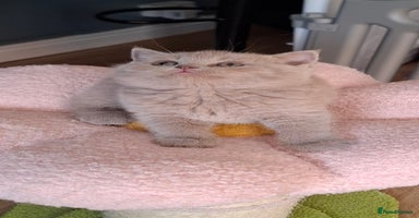British Shorthair cats in Swadlincote - Advert 7