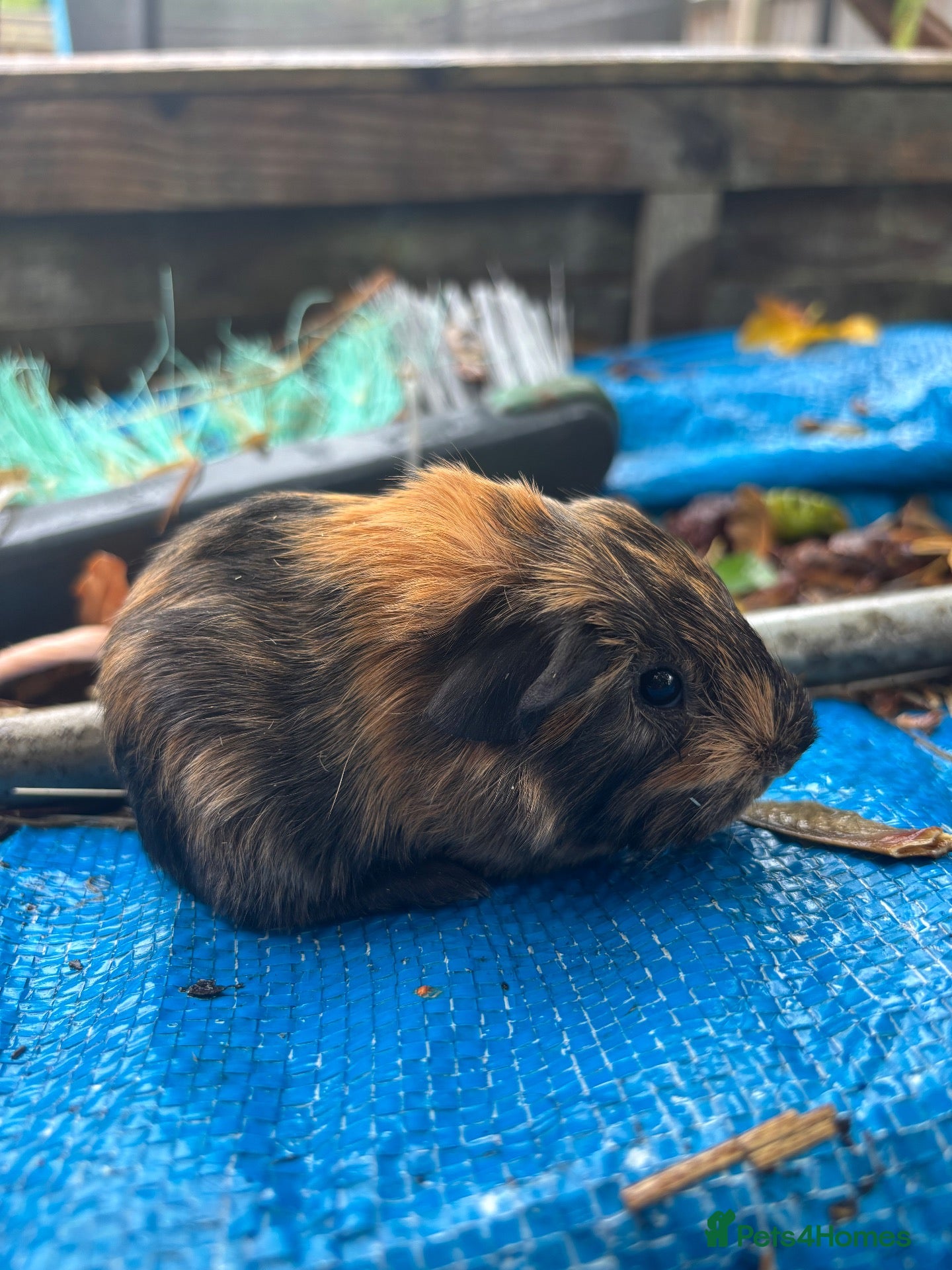 Guinea Pig rodents for sale: Last 1 Peruvian Silkie guineapigs very fluffy  - Advert 4