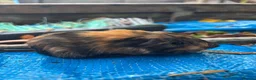 Guinea Pig rodents for sale: Baby Peruvian Silkie guineapigs very fluffy  - Advert 11
