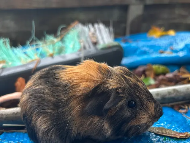 Guinea Pig rodents for sale: Last 1 Peruvian Silkie guineapigs very fluffy - Advert 4