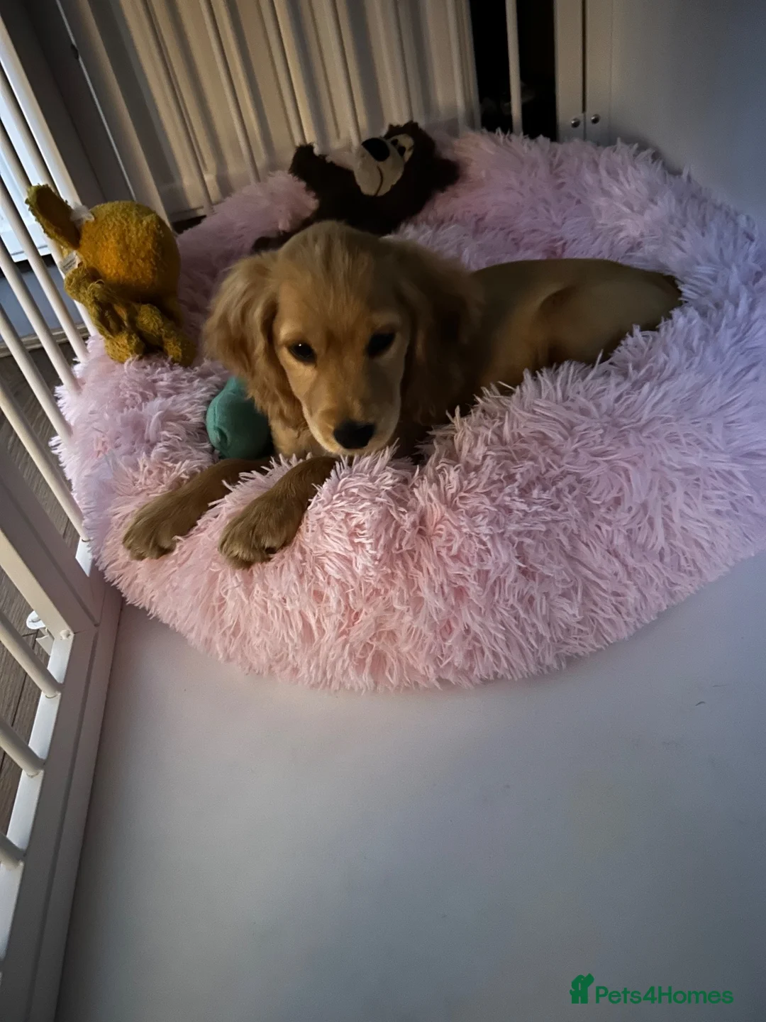 Cocker Spaniel dogs for sale: Young puppy for sale. Beautiful dog for good home in Bradford - Advert 2