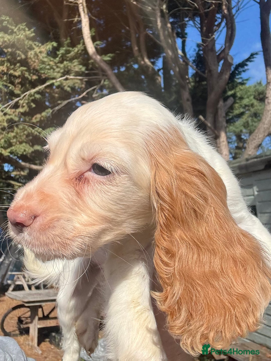 Cocker Spaniel dogs for sale: Cocker Spaniel Puppies (10 weeks - Ready to go) - Image 18