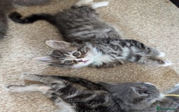 British Shorthair cats for sale: Beautiful British short hair  - Image 2