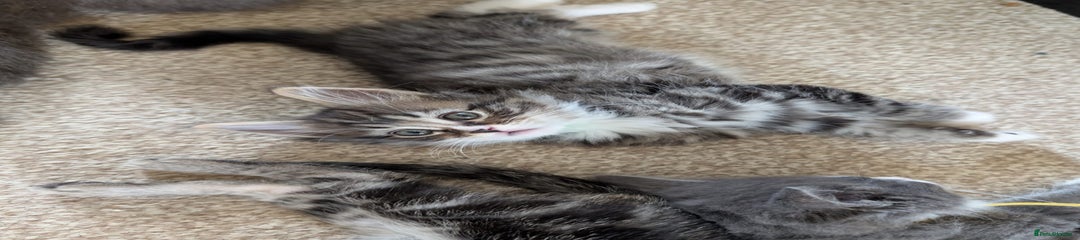 British Shorthair Kitten 4