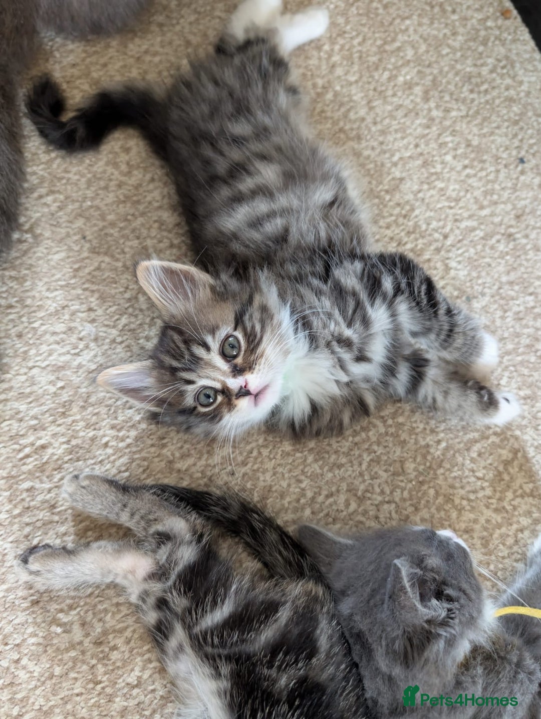 British Shorthair cats for sale: Beautiful British short hair  - Image 2