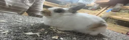 Giant Papillon rabbits for sale: Miniature pappillion babies vaccinated show lines  - Advert 8