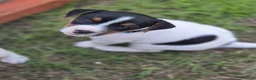 Jack Russell dogs for sale: Tess & jacks puppies - Advert 5