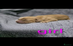 Cocker Spaniel dogs for sale: Cocker spaniel puppies - Advert 4