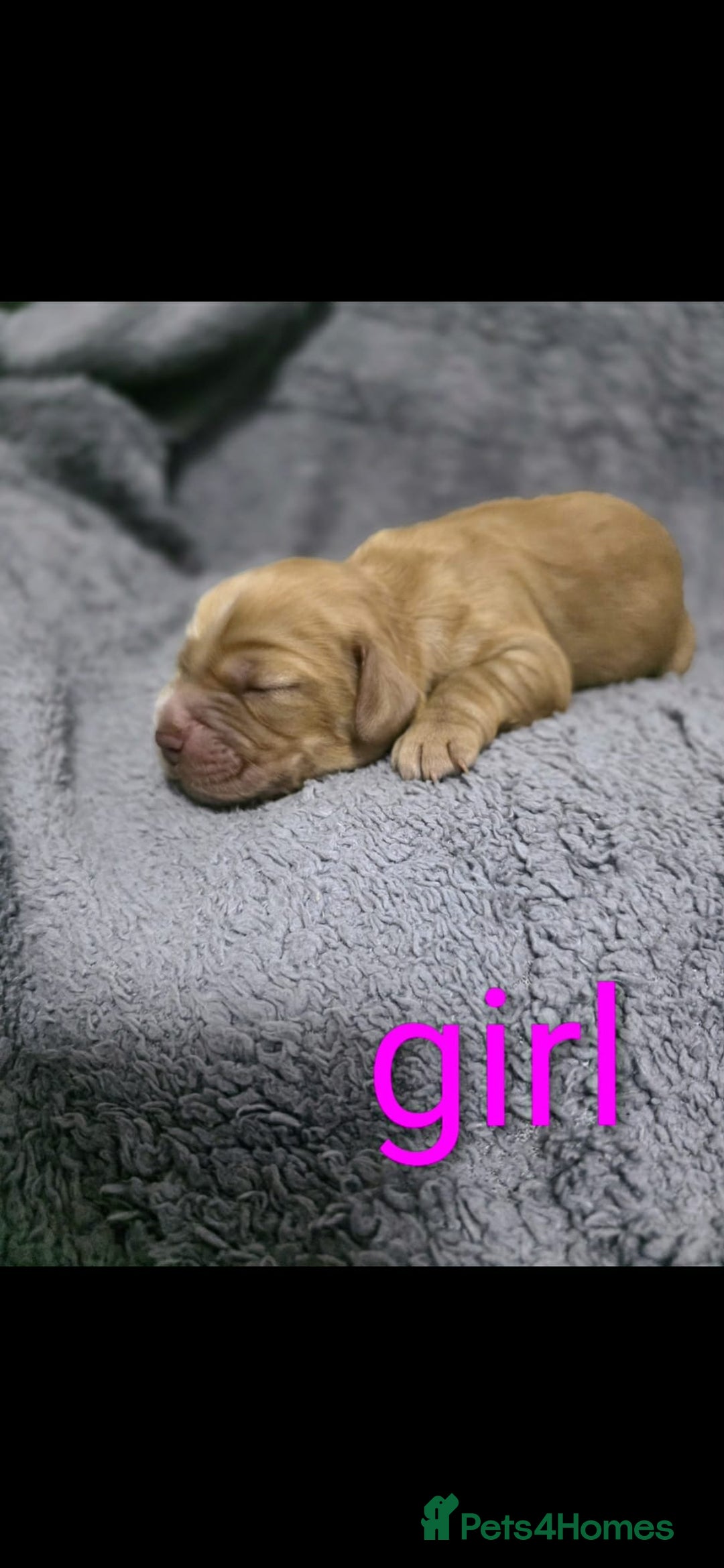 Cocker Spaniel dogs for sale: Cocker spaniel puppies - Advert 4