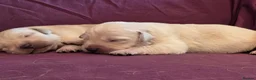 Goldador dogs for sale: Gorgeous KC Line Goldador Puppies 🐾  - Advert 13