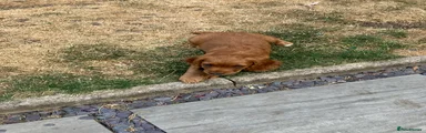 Cocker Spaniel 5