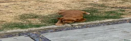 Cocker Spaniel dogs for sale: Working cocker spaniel pups for sale  - Advert 2
