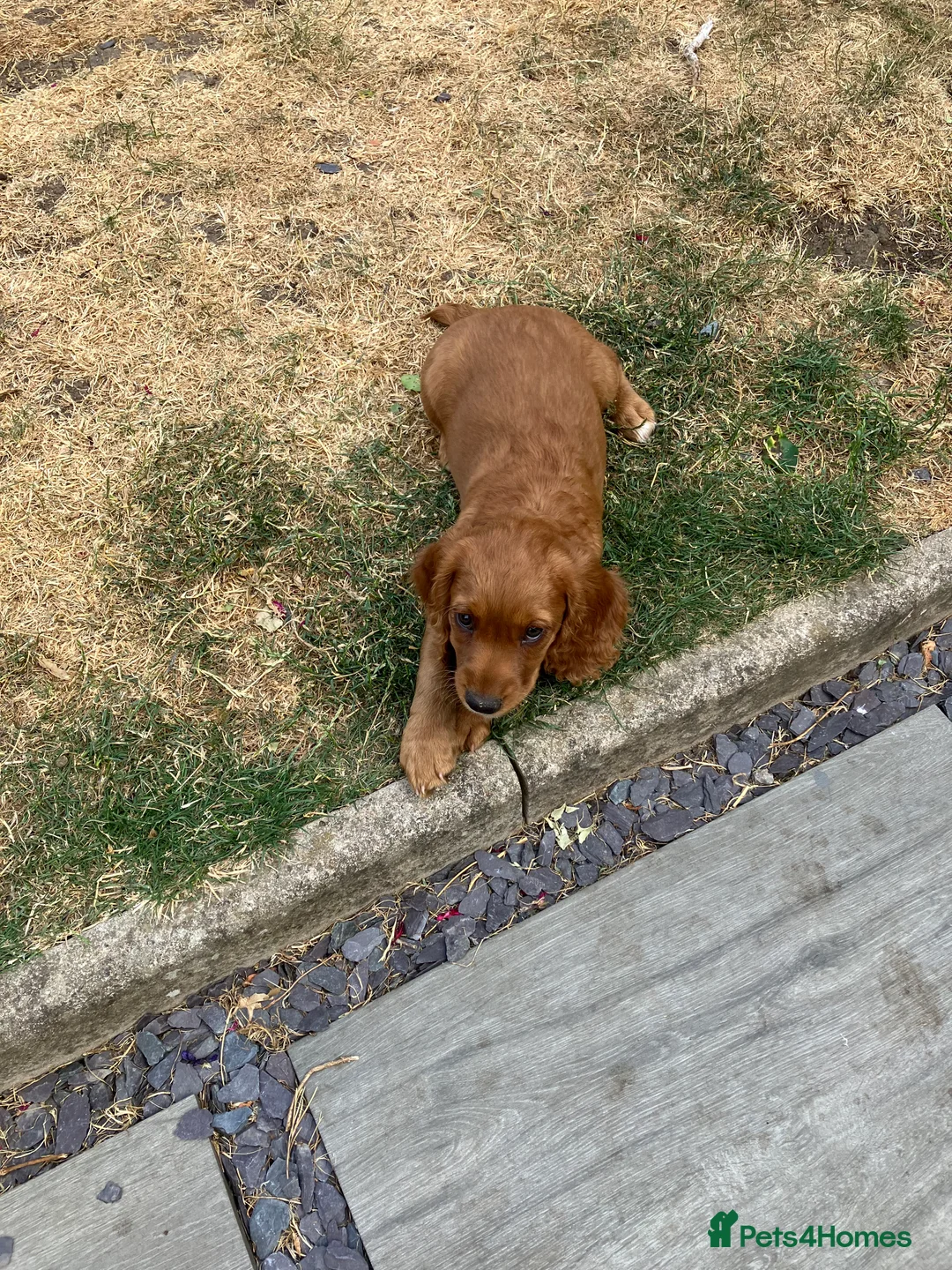 Cocker Spaniel dogs for sale: Working cocker spaniel pups for sale  - Advert 2