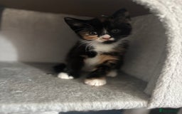 British Shorthair cats for sale: British shorthair tories - Image 20