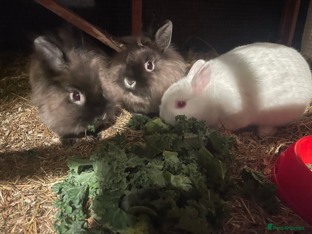 Netherland Dwarf rabbits for sale: Netherland Dwarf / Miniture Lionhead babies - Image 4