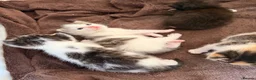 Mixed Breed cats for sale: Sphynx cross kittens  - Advert 11