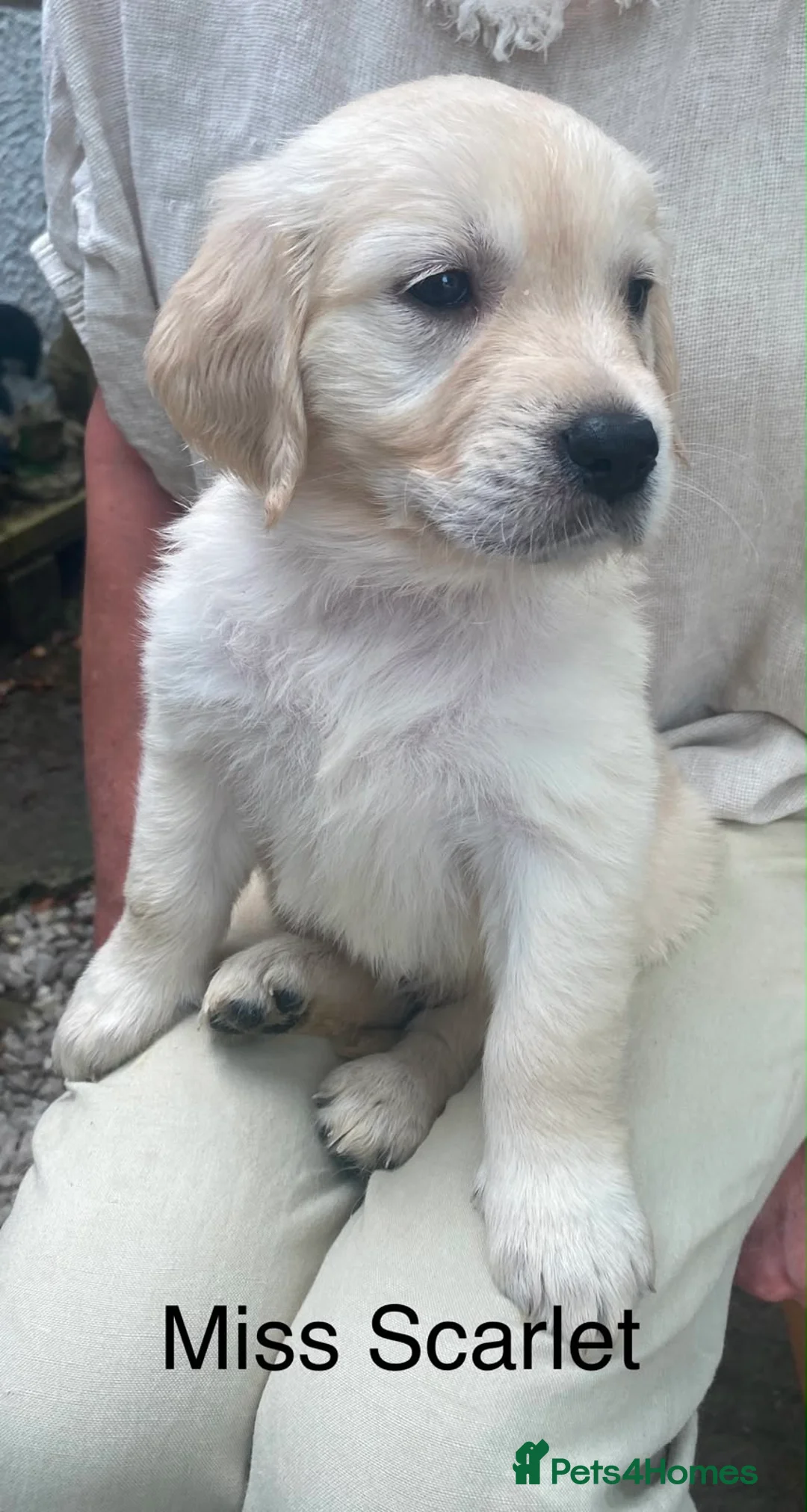 Golden Retriever dogs for sale: Puppies - Advert 2