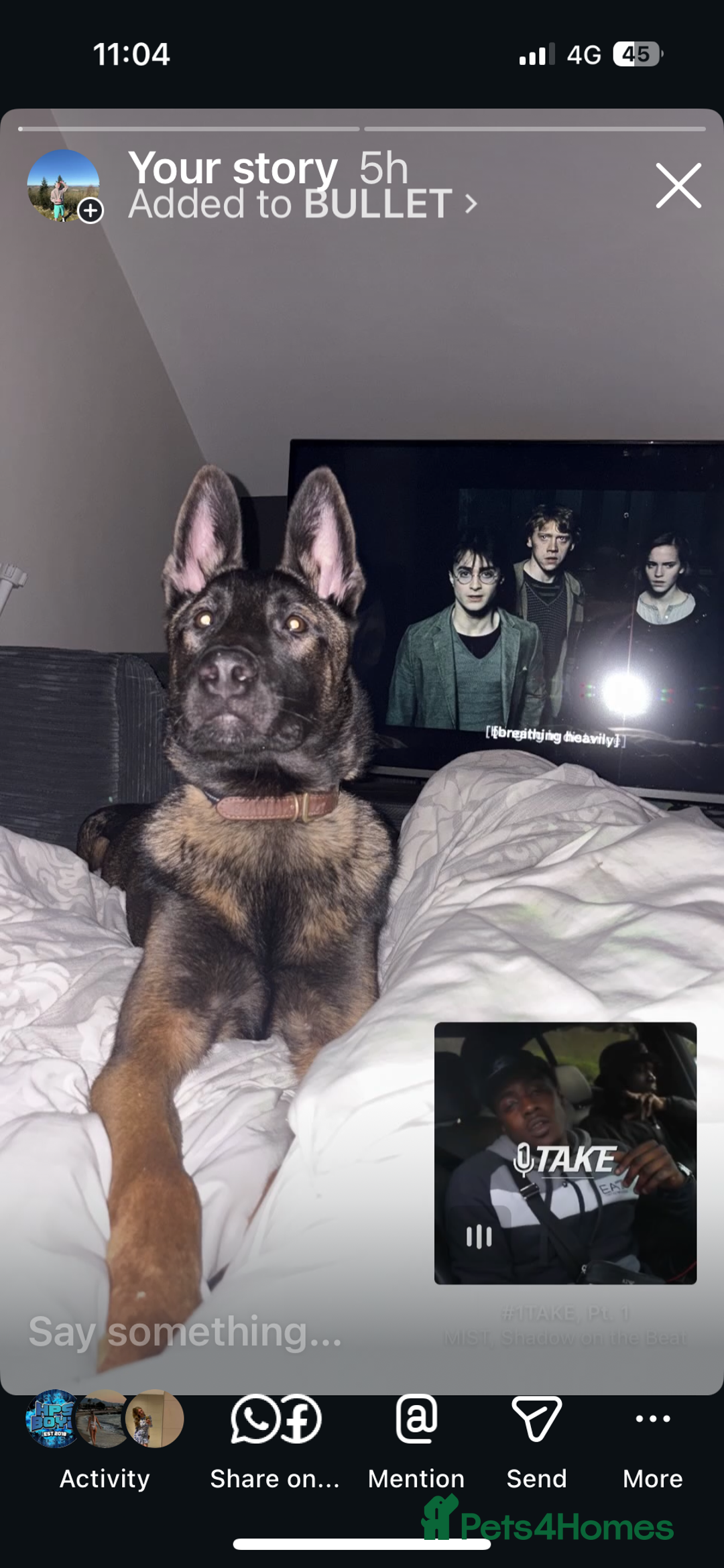 Mixed Breed dogs for sale: Bullet   - Advert 2