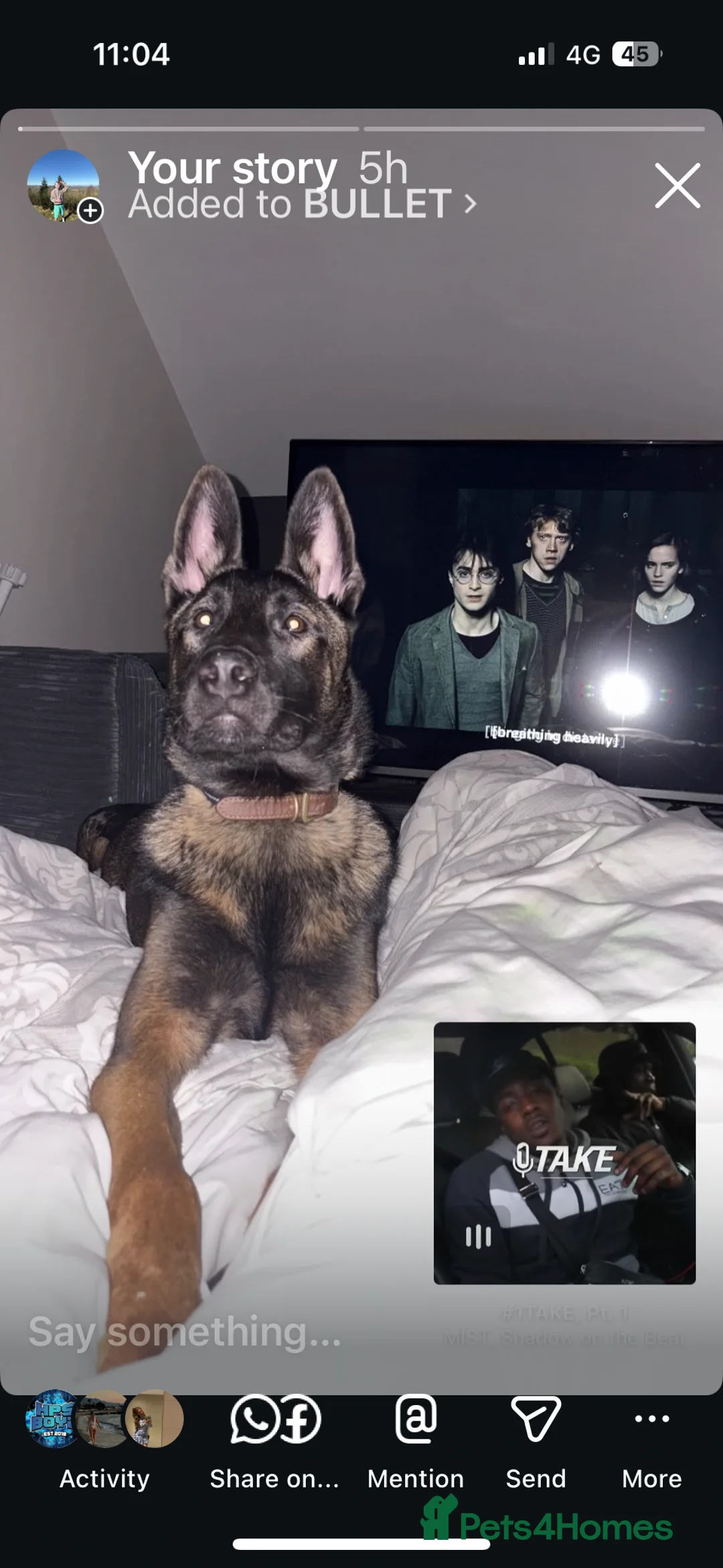 Mixed Breed dogs for sale: Bullet   - Advert 2