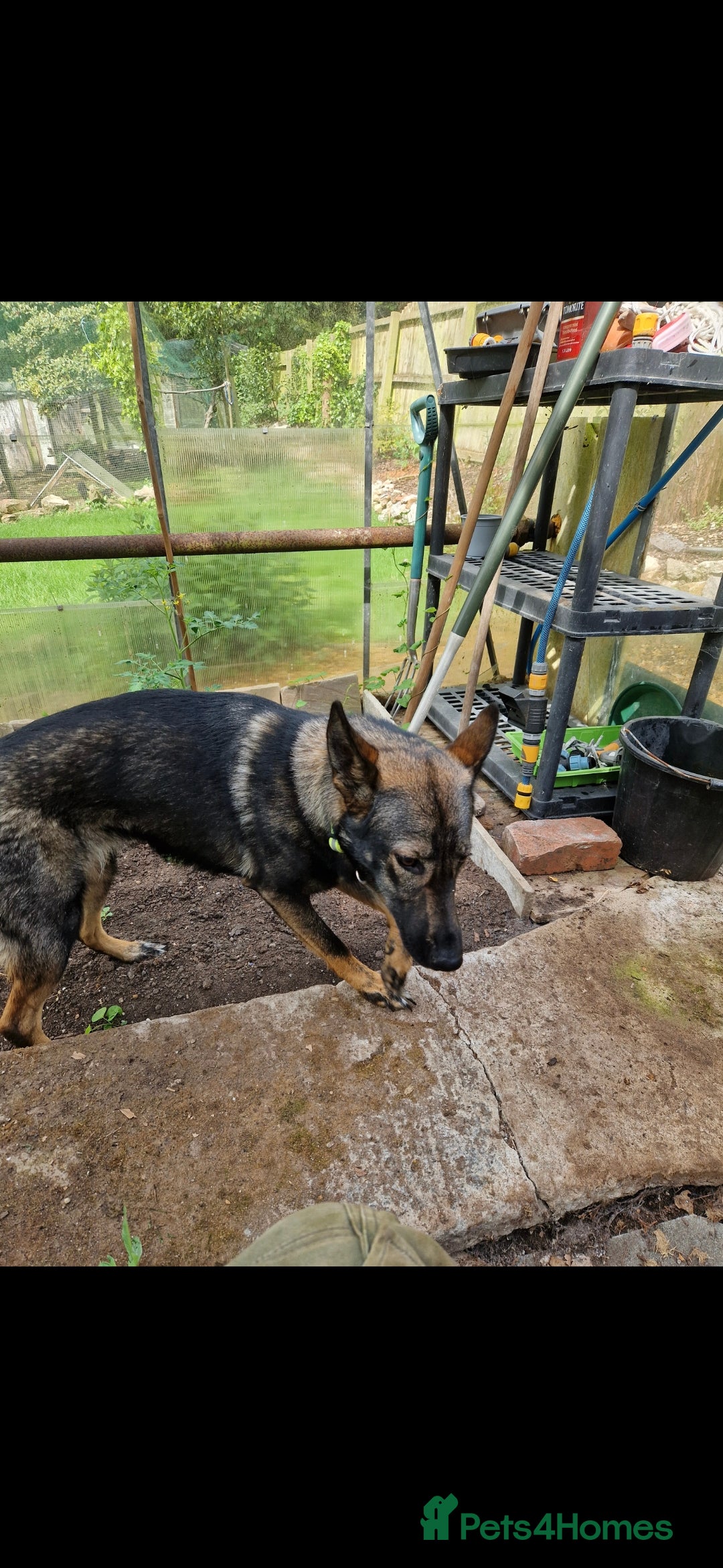 Mixed Breed dogs for sale: Wolf puppys for sale  - Advert 9